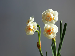 Narcissus blooming at home