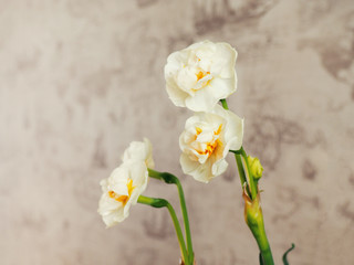 Narcissus blooming at home