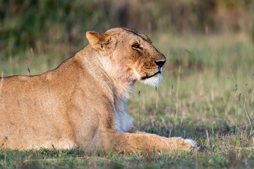 Fototapeta na wymiar Lion in National park of Kenya