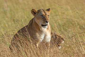 Lion in National park of Kenya
