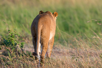 Lion in National park of Kenya