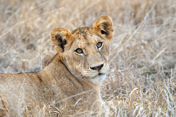 Lion in National park of Kenya