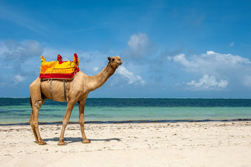 Camel on a beach coast
