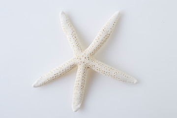 star fish on white background