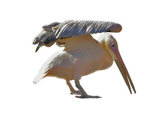white pelican isolated on white background