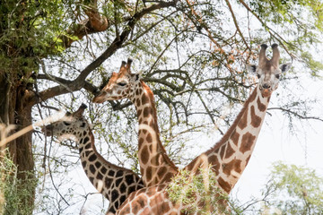 Simetric giraffe in Uganda