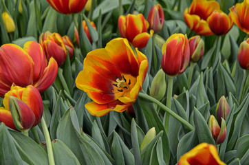 Background with tulips. Floral background