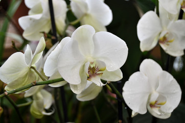 Fototapeta na wymiar Background with orchids.