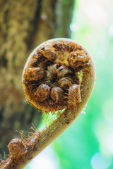 Closeup image of a New Zealand Fern Tree frond unfurling.