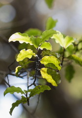 Closeup image of Myrsine australis leaves, commonly known as red matipo, mapou, mapau, tipau, and mataira, is a species of shrub within the family Myrsinaceae, endemic to New Zealand.