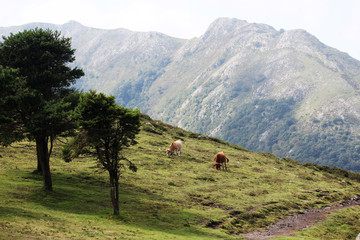 Fototapeta na wymiar A cow in Covadonga lagos National park Picos de Europa, Spain