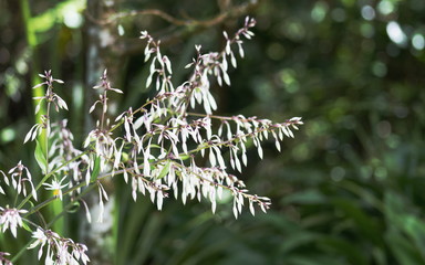 Closeup image of Arthropodium cirratum (rengarenga, renga lily, New Zealand rock lily, or maikaika) is a species of herbaceous perennial plant, endemic to New Zealand