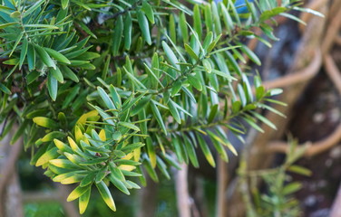 Closeup image of Totara tree leaves. Podocarpus totara is a species of podocarp tree endemic to New Zealand.