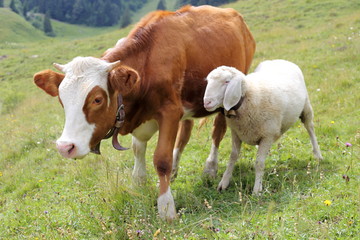 Schaf und junges Kalb sind befreundet