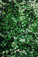 Pittosporum obcordatum, commonly called heart-leaved kohuhu or heart-leaved kohukohu or kohukohu, is a species of plant in the Pittosporaceae family. It is endemic to New Zealand.