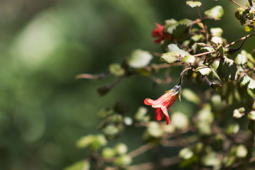Rhabdothamnus solandri, commonly known as Gloxinia is native to New Zealand.other names for the plant are taurepo, matata and waiuatua.