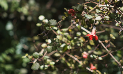 Rhabdothamnus solandri, commonly known as Gloxinia is native to New Zealand.other names for the plant are taurepo, matata and waiuatua.