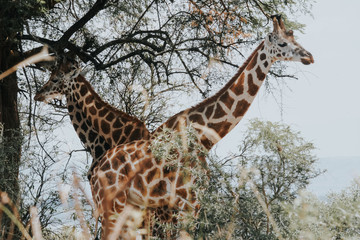 Simetric giraffe in Uganda