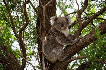 koala in a tree © William