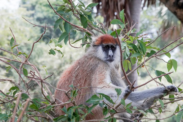 Red colobous in Uganda