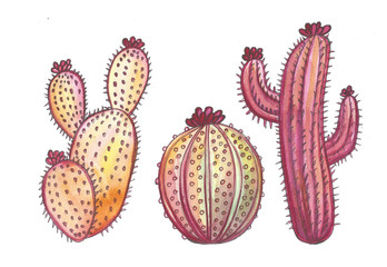 Hand drawn watercolor pink cactus isolated on white