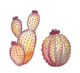 Hand drawn watercolor pink cactus isolated on white