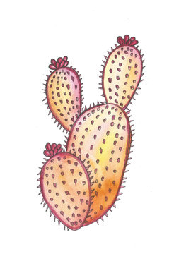 Hand drawn watercolor pink cactus isolated on white