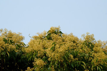Lychee flowers in the sky
