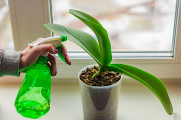 female hand with manicure spraying green leaves of moss orchid in a pot standing on window sill. House plant care concept.