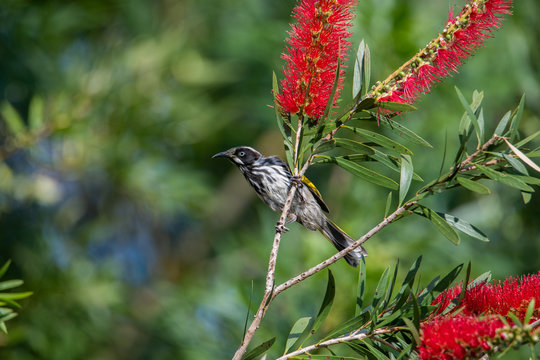 Native birds in austalia