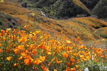 Fototapeta premium Walker Canyon California Poppy Super Bloom