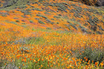 Fototapeta na wymiar Walker Canyon California Poppy Super Bloom