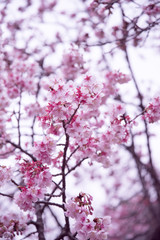 Prunus subhirtella  Autumnalis