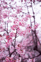 Obraz premium Prunus subhirtella Autumnalis