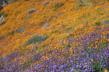 Walker Canyon California Poppy Super Bloom