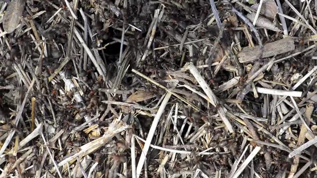 les fourmis rouges envahissent le territoire