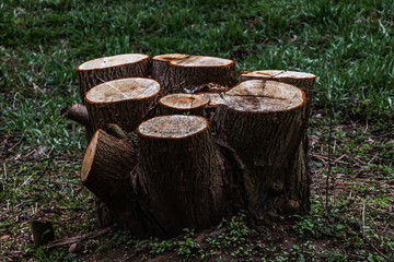 Sawed tree trunks