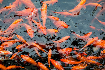 Gold trout fish in clear water. A lot of fish on the fish farm
