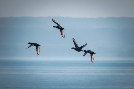 fliegende Enten in Formation