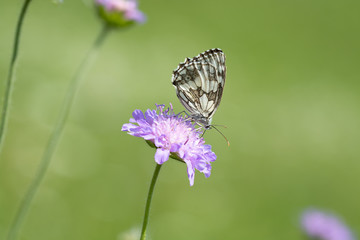 Schmetterling (Schachbrett)