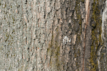 The bark of an old tree covered with a moss close up as texture and background