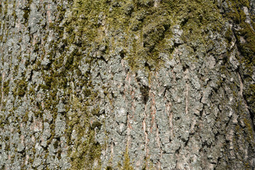 The bark of an old tree covered with a moss close up as texture and background