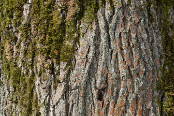 The bark of an old tree covered with a moss close up as texture and background