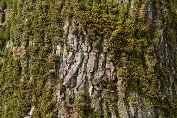 The bark of an old tree covered with a moss close up as texture and background