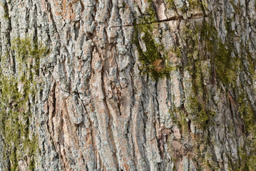 The bark of an old tree covered with a moss close up as texture and background