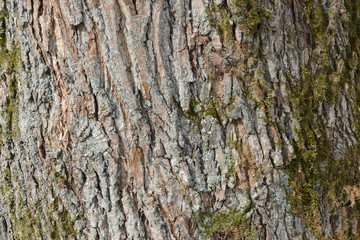 The bark of an old tree covered with a moss close up as texture and background