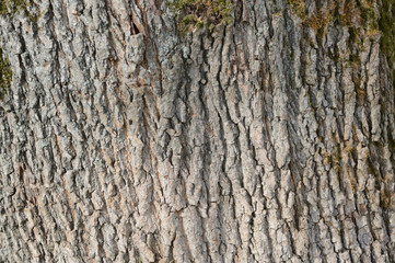 The bark of an old tree covered with a moss close up as texture and background