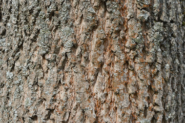 The bark of an old tree covered with a moss close up as texture and background