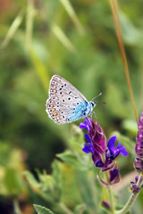 A beautiful butterfly sits on a wild salvia flower. macro