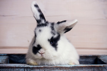 little rabbit in box on wooden background